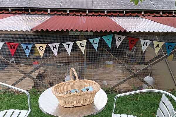 Wachtel Schachtel Blick auf den Stall