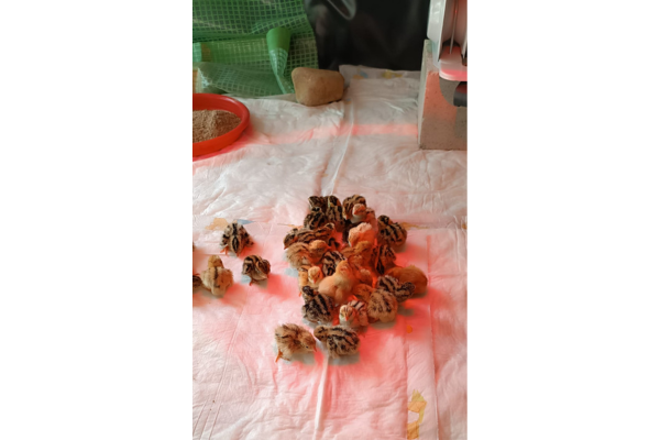 Wachtelküken sammeln sich unter der Wärmelampe