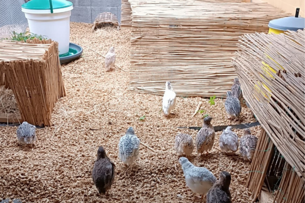 Ein dutzend Wachteln im Stall